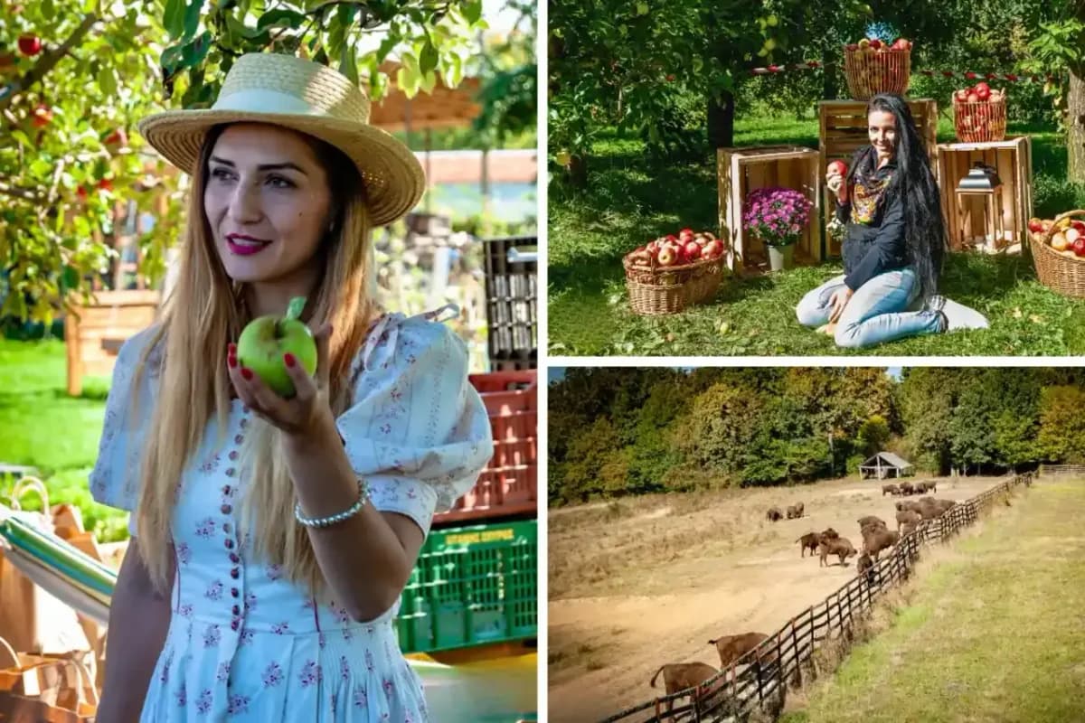 Afiș pentru Hai să socializăm în livada cu mere #7
